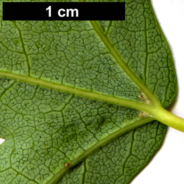 High resolution image: Family: Sapindaceae - Genus: Acer - Taxon: pilosum - SpeciesSub: var. stenolobum